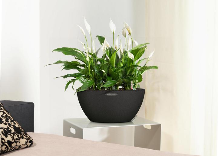 Produktbild Lechuza Cubeto Color (40 cm)