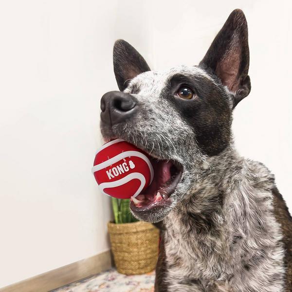 Immagine prodotto KONG Palline Signature M, set di 3, assortite (Palla giocattolo per cani)