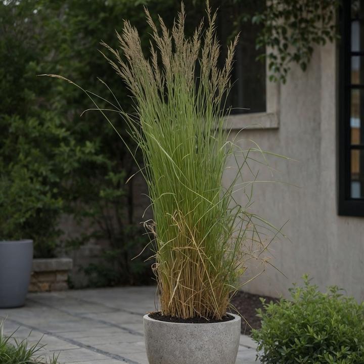 Image du produit Plant in a Box Calamagrostis acutiflora x 'Overdam' - Lot de 2 autruches (20 cm)