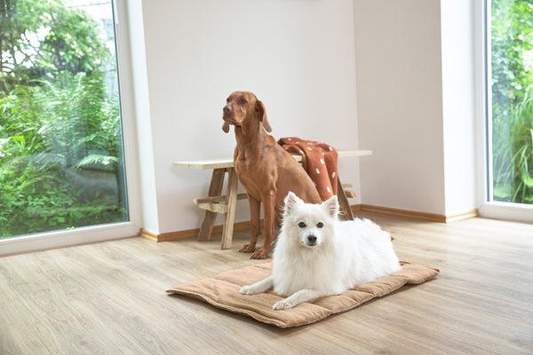 Immagine prodotto Palopa Alma (Cane)