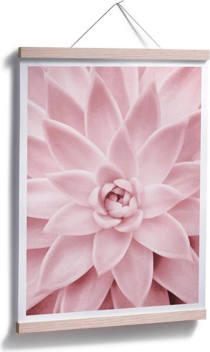 Produktbild Trenddeko Rosa Sukkulente (30 x 40 cm)