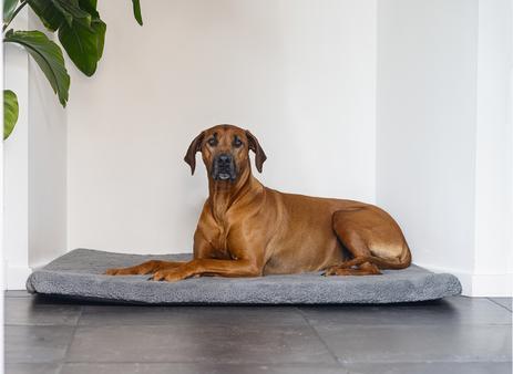 Productafbeelding Beeztees Ito (Hond)