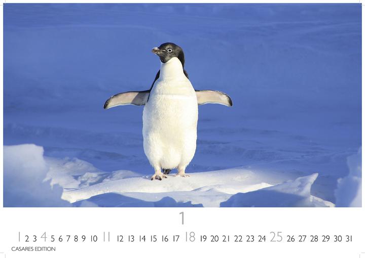 Actual product image Pinguine 2026 S 24x35cm (24 x 35 cm, German)