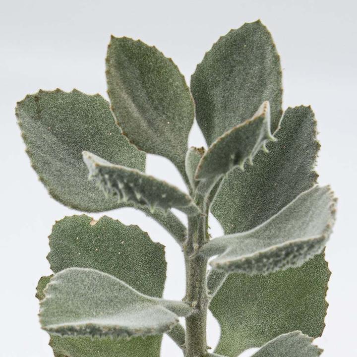 Image du produit Kakteen Gautschi Kalanchoe beharensis (55 cm)