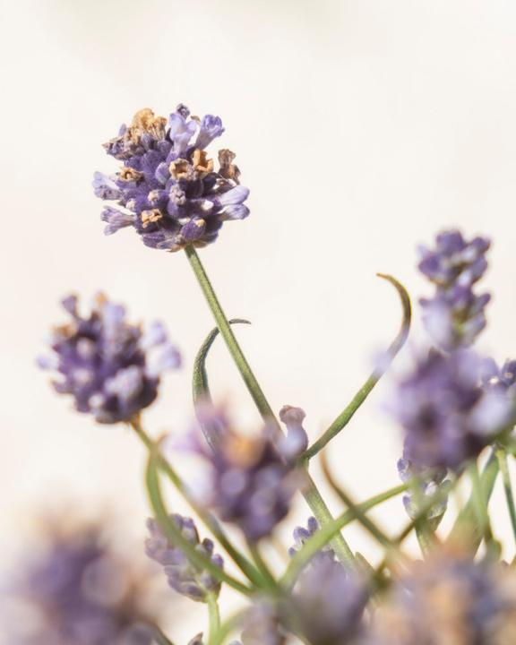 Produktbild feey Lavendel (20 cm, Tierfreundlich)