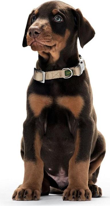 Actual product image Hunter Collar Vario-Basic ALU-Strong Nylon (L, Dog)