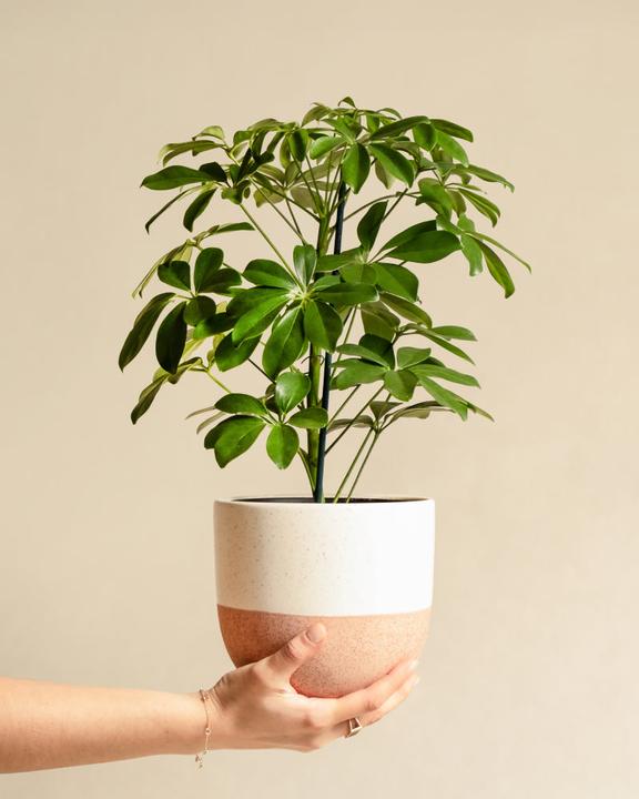 Immagine prodotto feey Schefflera (55 cm, Appena rinvasata)
