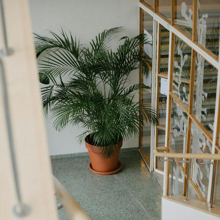 Immagine prodotto Plant in a Box Chamaedorea elegans - Palma di montagna (80 cm)
