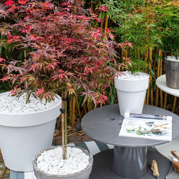 Immagine prodotto Plant in a Box Acer palmatum 'Shaina' - Acero giapponese (80 cm)