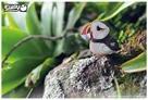 Image du produit Eugy Kit de bricolage 3D Puffin(MQ6)