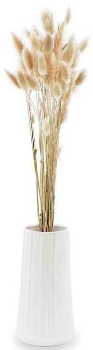 Actual product image Soli Collection Dried flowers Lagurus (Dried flowers)