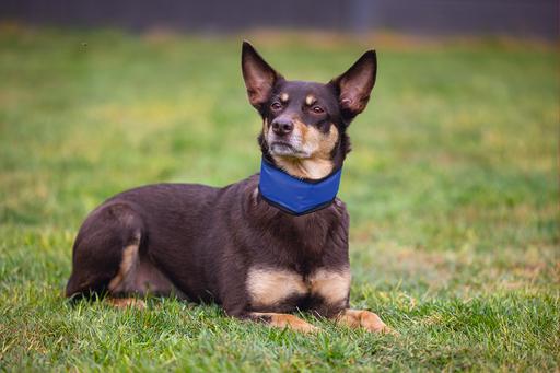 Produktbild Beeztees Bz Quick Cooler Halsb Izi Bla (M, Hund, Allgemein)