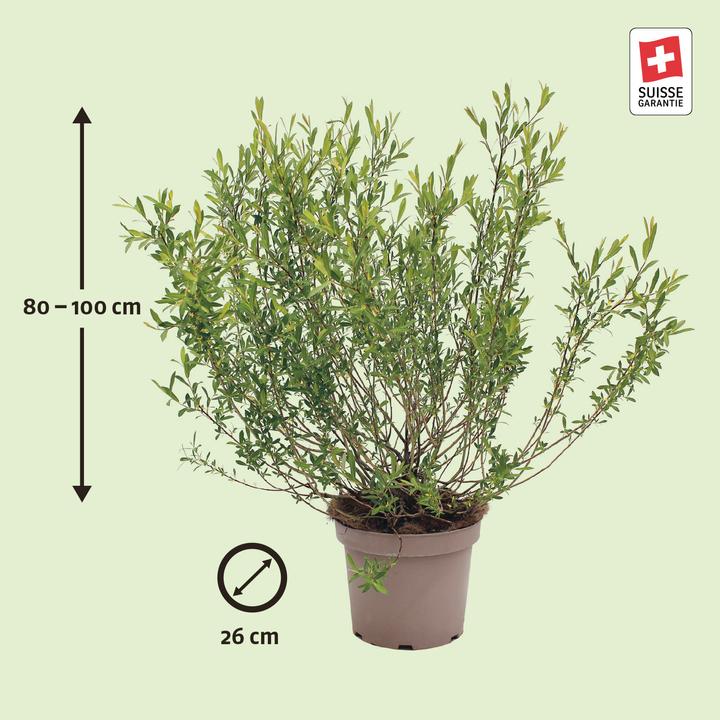 Image du produit Zulauf Purpur-Weide / Salix purpurea (100 cm)