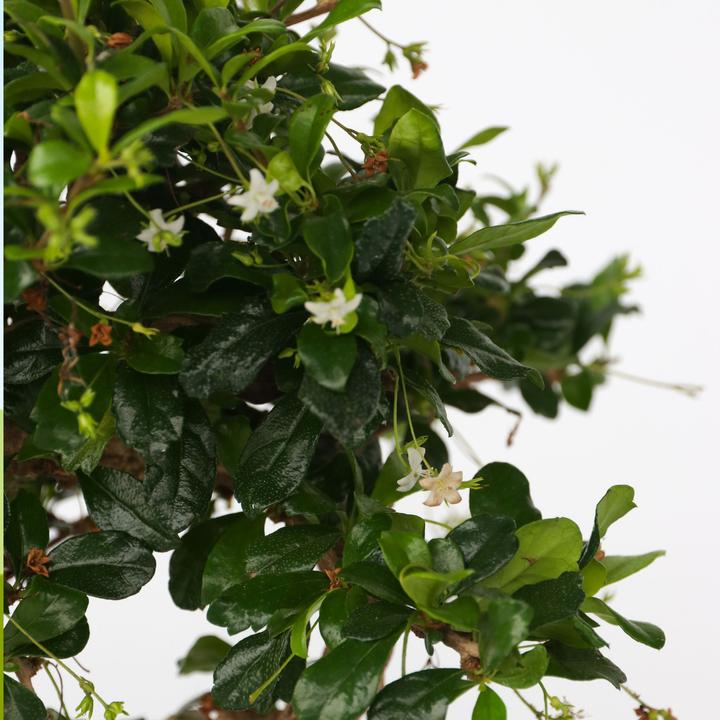 Immagine prodotto Plant in a Box Carmona microphylla - Bonsaibaume (25 cm)