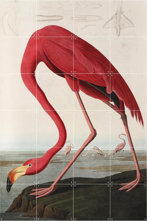 Immagine prodotto Ixxi Fenicottero Audubon (80 x 120 cm)