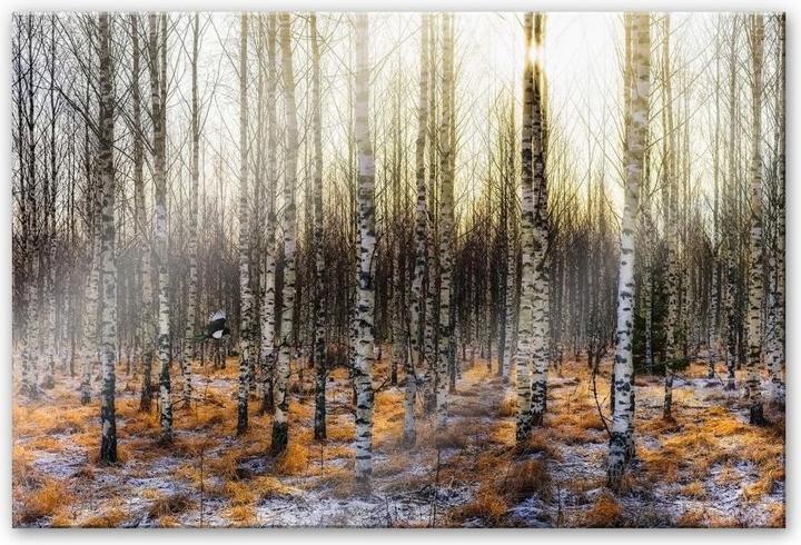 Immagine prodotto Trenddeko Il sole nella foresta di betulle (100 x 70 cm)