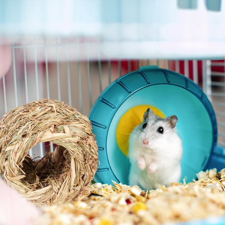 Produktbild Relaxdays 5tlg. Hamsterzubehör