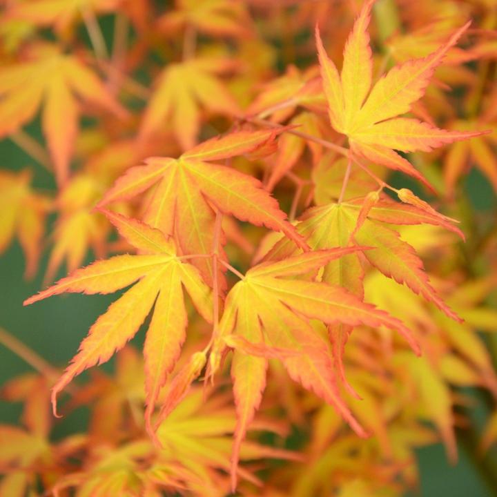 Produktbild Plant in a Box Acer palmatum 'Orange Dream' - Japanischer Ahorn (35 cm)