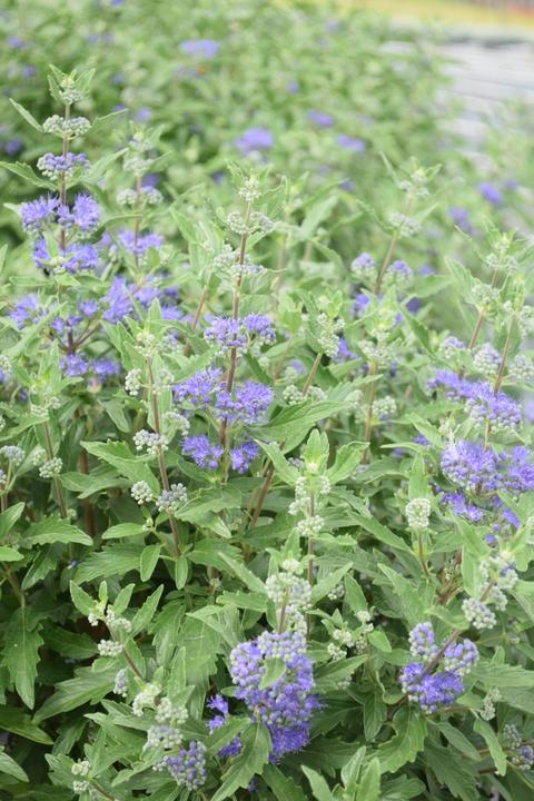 Produktbild Säntispracht Die Bartblume, eine Bienenfreundin - Caryopteris x clandonensis 'Blue cloud' (80 cm)
