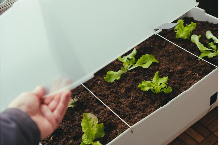 Produktbild Gusta Garden Sammy Salad