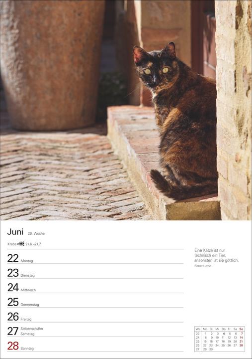 Actual product image Harenberg Katzen Wochenplaner 2026 - 53 faszinierende Fotografien (Hardcover, German)