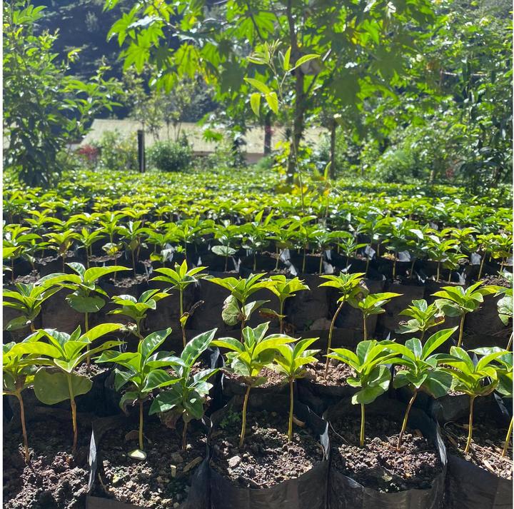 Image du produit Turm Kaffee Bio&Fair Ethiopia Sidamo (250 g, Torréfaction moyenne)