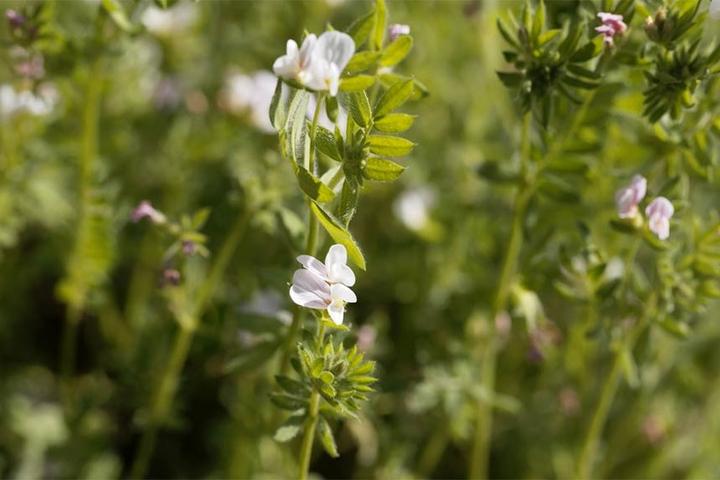 Produktbild Zollinger Bio Gründüngung, Serradella (Pflanzensamen)