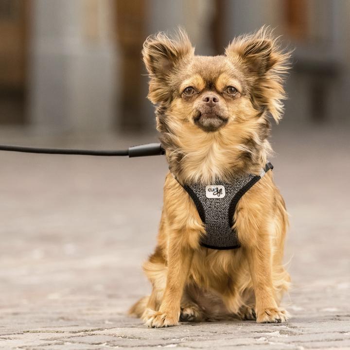 Produktbild Curli Geschirr Merino (XXS, Hund, Allgemein)