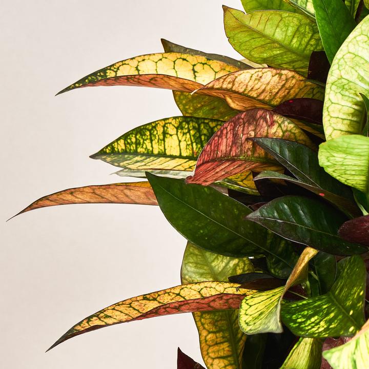 Immagine prodotto Mary and Plants Signora Iceton (85 cm)