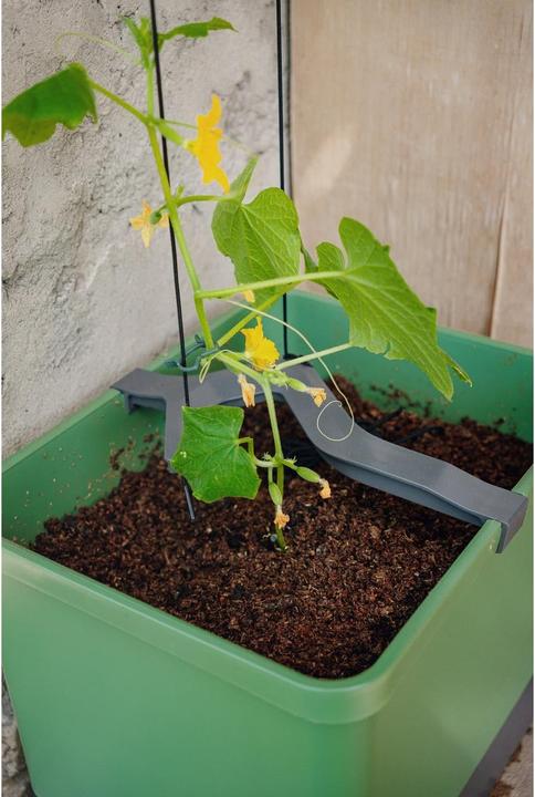 Produktbild Gusta Garden Curt Cucumber (33.50 cm)