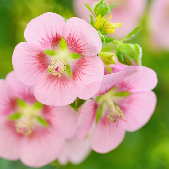 Produktbild Plant in a Box Anisodontea capensis 'El Rayo' - 6er-Set Kapmalve (25 cm)