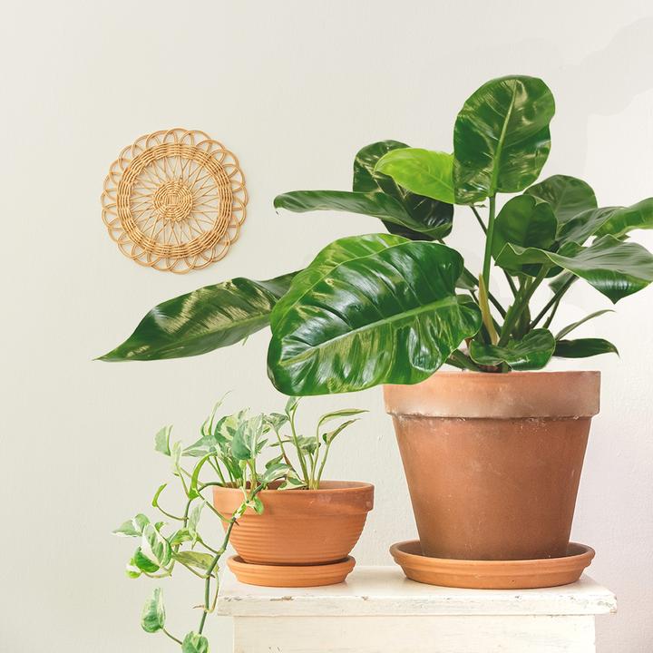 Produktbild VEG and the City Cali (Baumfreund - Philodendron Imperial Green) (65 cm)