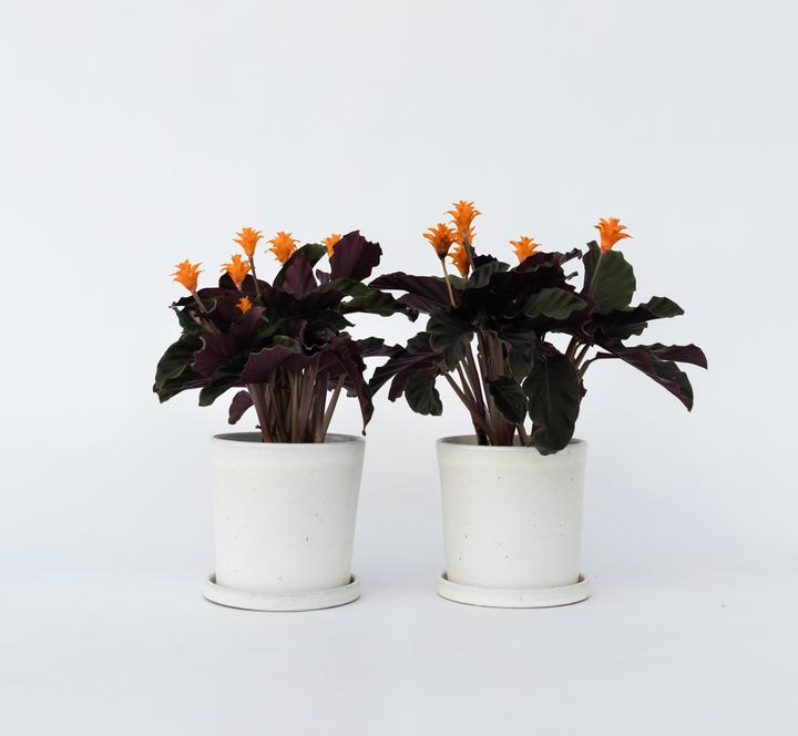 Produktbild Plant in a Box Calathea crocata Tassmania - 2er Set Krokus Calathea (40 cm)