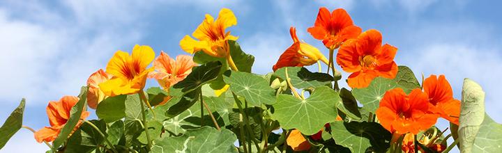 Actual product image Samen Mauser Nasturtium scarlet sheen (Herb seeds)
