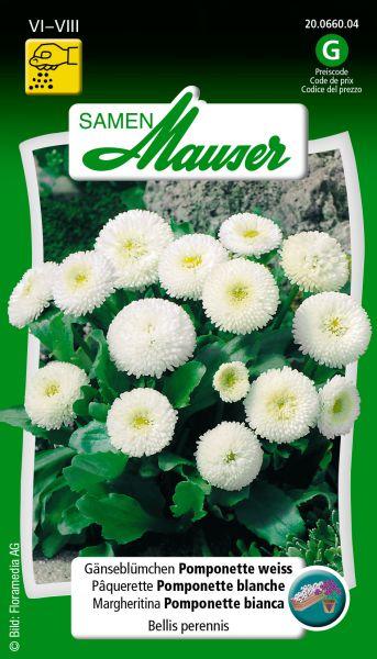 Samen Mauser Daisy Pomponette White (Flower seeds)