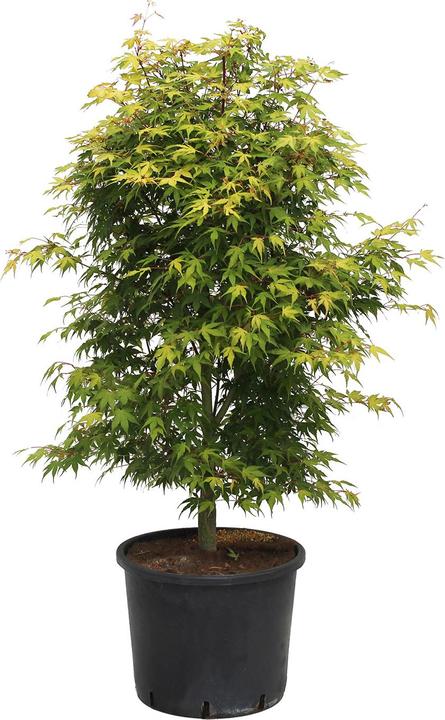 125 cm