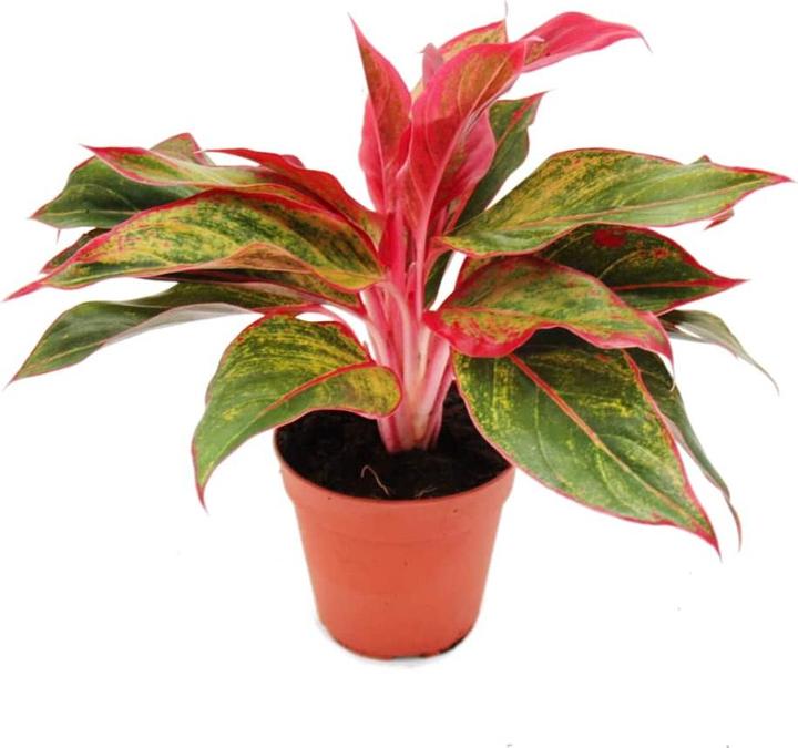 Plantlovers Aglaonema Commutatum Crete (Kolbenfaden Commutatum Crete) (30 cm, Frisch umgetopft)