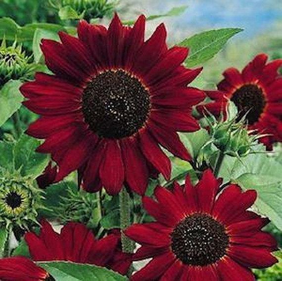 Immagine prodotto Samen Mauser Girasoli Regina in velluto (Semi di piante)