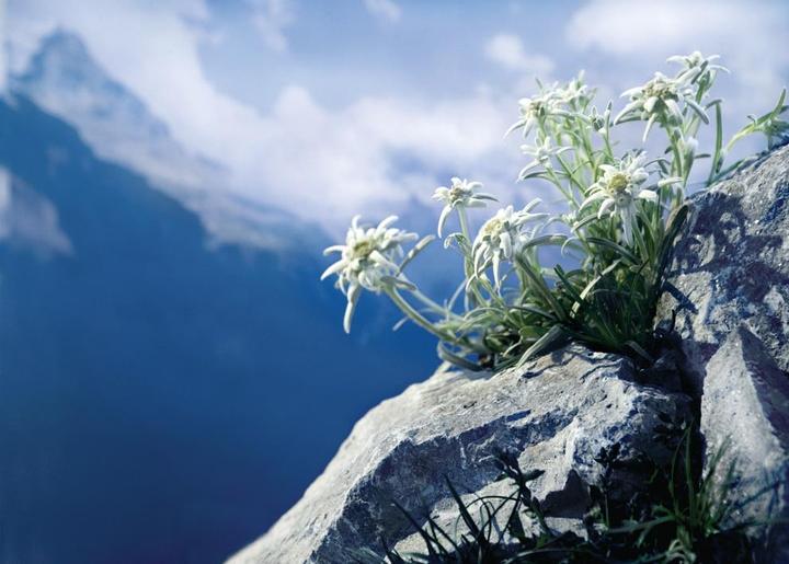 Produktbild Samen Mauser Edelweiss (Pflanzensamen)
