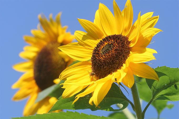 Immagine prodotto Samen Mauser Girasole Sonja (Semi di piante)