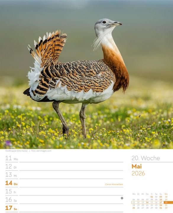 Actual product image Vögel - Tier-Wochenplaner 2026 (25 x 33 cm, German)