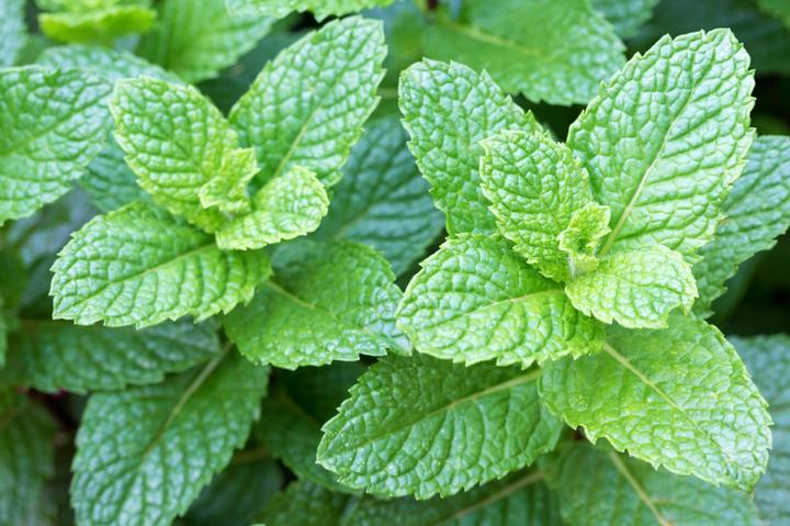 Actual product image Samen Mauser Peppermint (Herb seeds)