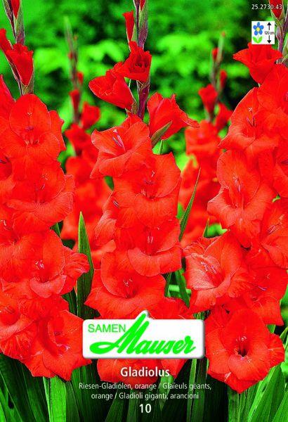 Image du produit Samen Mauser Glaïeuls (Graines de fleurs)
