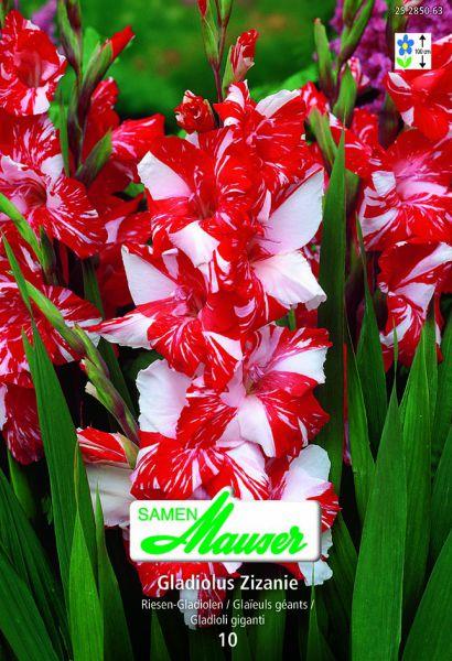 Samen Mauser Gladiolo zizania (Semi di fiori)