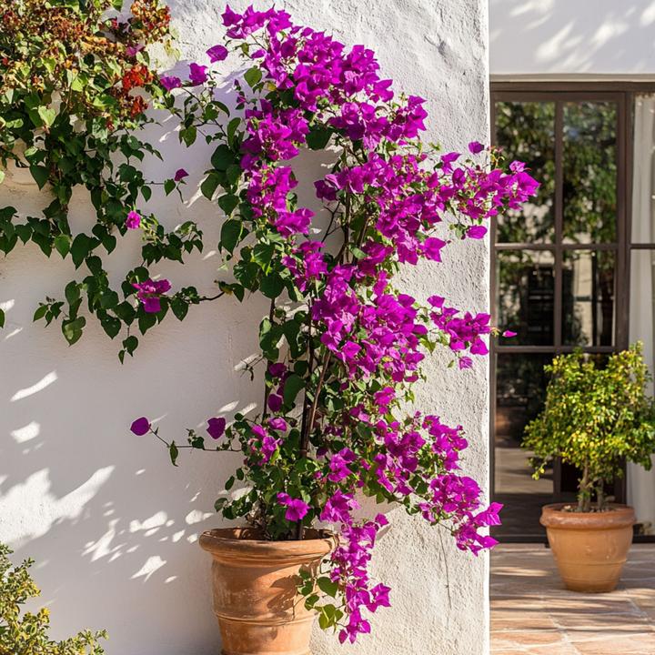 Immagine prodotto Plant in a Box Bougainvillea 'Alexandra' (50 cm)
