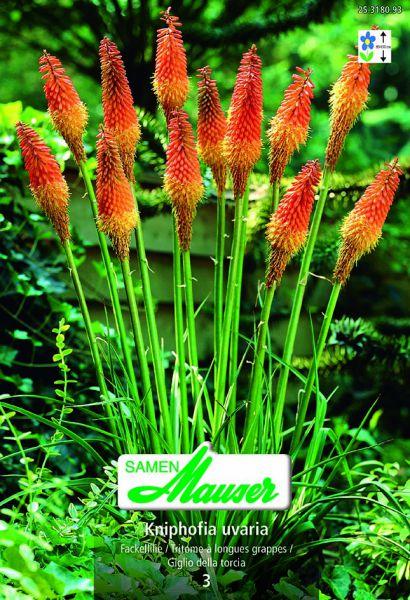 Produktbild Samen Mauser Kniphofia Fackellilie (Blumensamen)