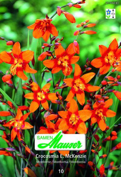 Image du produit Samen Mauser Montbretie Emilie McKenzie (Graines de fleurs)