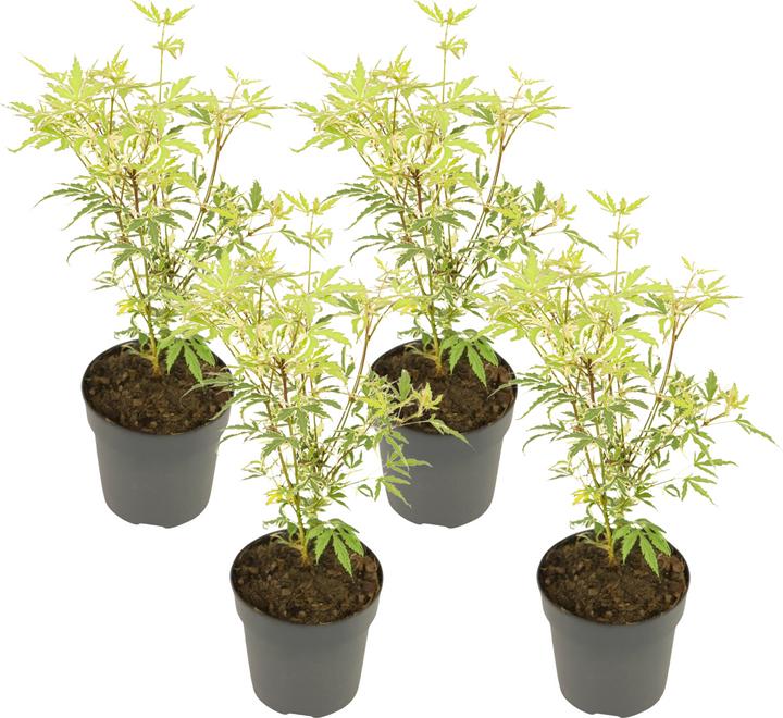 Immagine prodotto Plant in a Box Acer palmatum 'Butterfly' - Acero (25 cm)