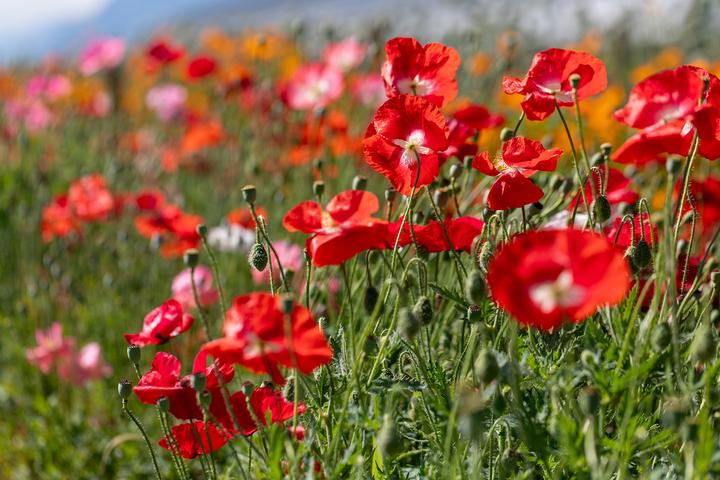 Produktbild Zollinger Bio Mohn, Seidenmohn (einjährig) (Pflanzensamen)