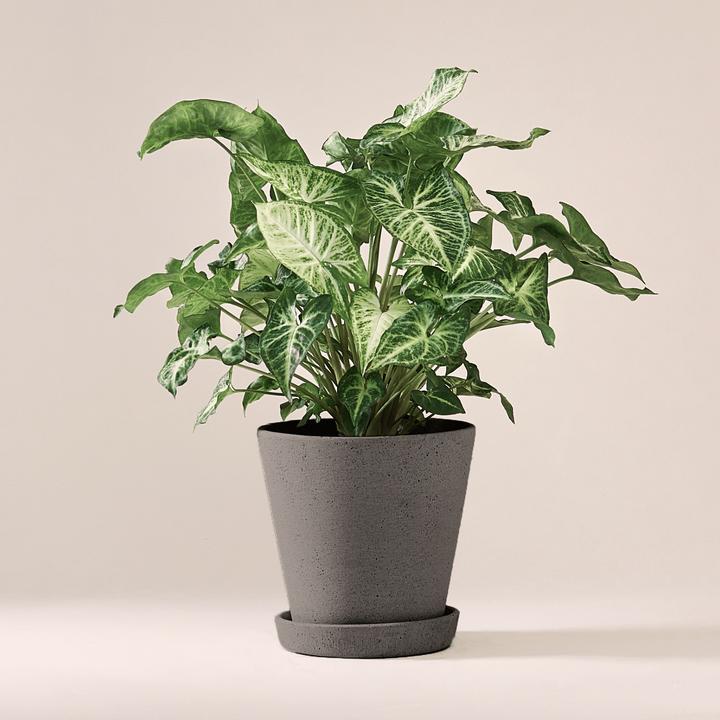 Immagine prodotto Mary and Plants Syngonium White Butterfly con vaso HAY in grigio chiaro